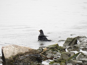 Chinese Blackbird 将府公園(北京) Mon, 10/4/2021