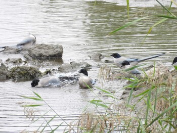 Azure-winged Magpie 将府公園(北京) Mon, 10/4/2021