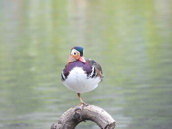 Mandarin Duck 将府公園(北京) Mon, 10/4/2021