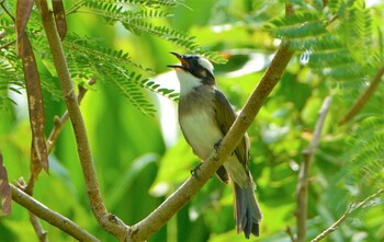 Light-vented Bulbul 宜野座村 Sun, 10/3/2021