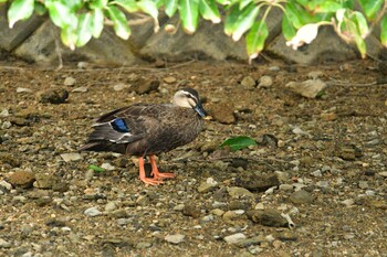 Eastern Spot-billed Duck 金武町億首川 Sun, 10/3/2021