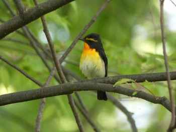 Narcissus Flycatcher Nagai Botanical Garden Tue, 4/25/2017