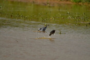 Common Tern 金武町田いも畑(沖縄県) Sun, 10/3/2021