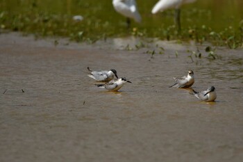 Common Tern 金武町田いも畑(沖縄県) Sun, 10/3/2021