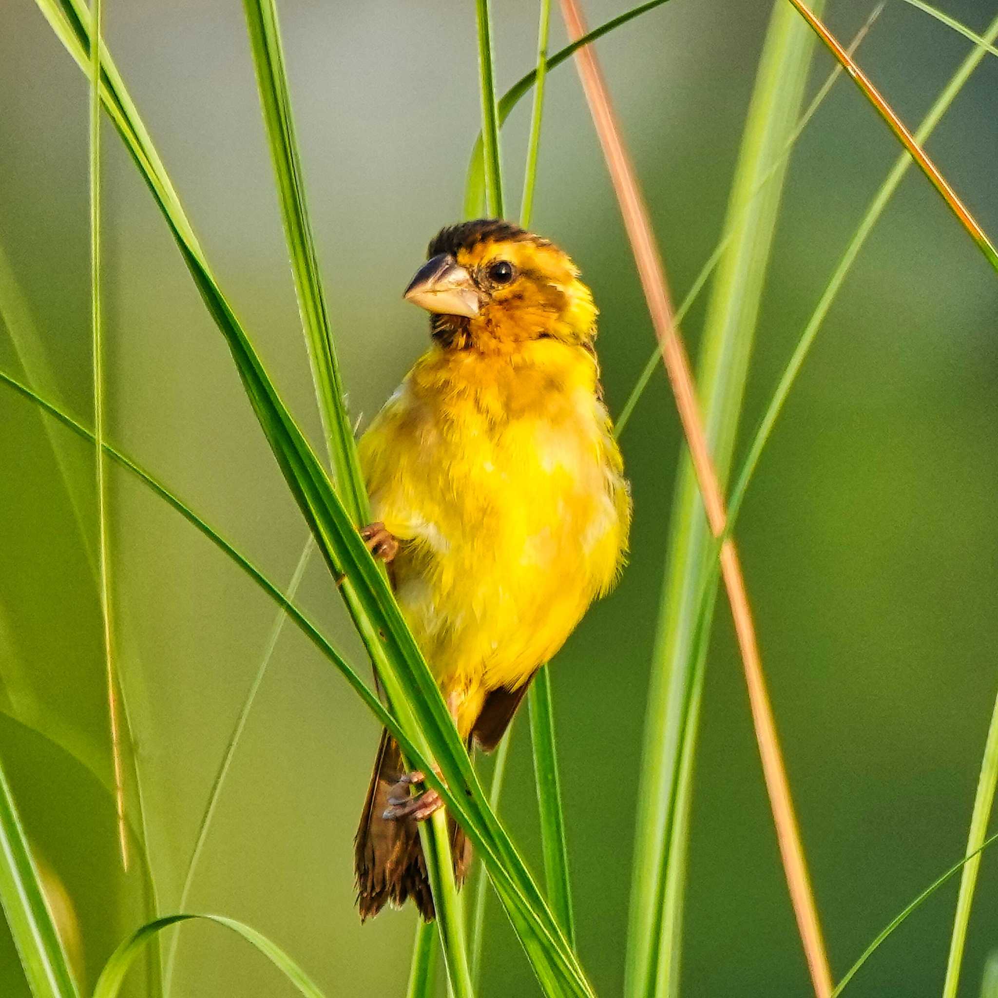 Baya Weaver