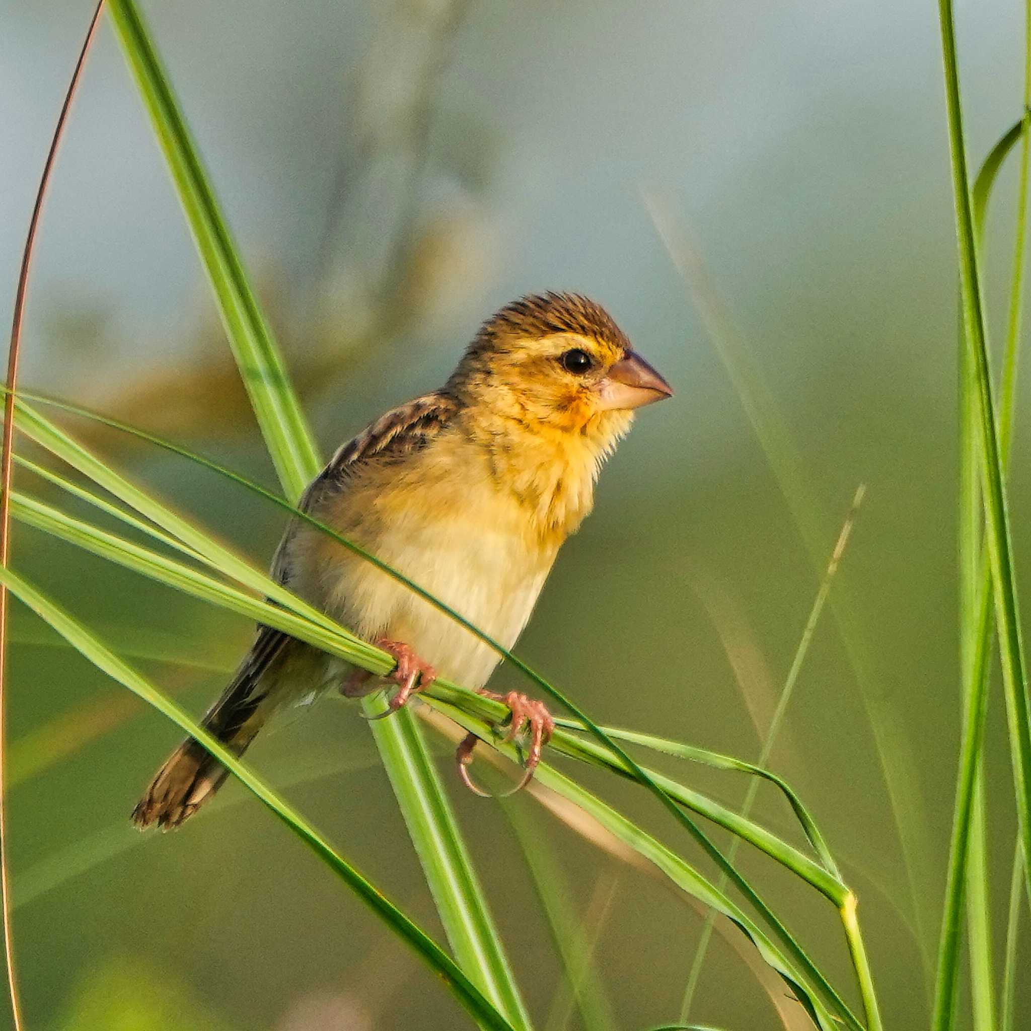 Baya Weaver