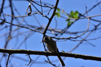 Long-tailed Tit 宮ケ瀬湖 Tue, 4/25/2017