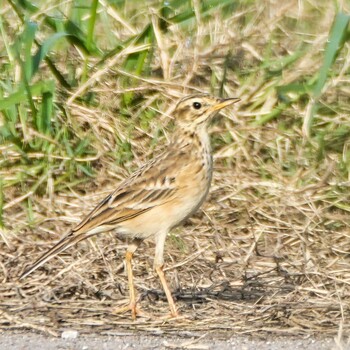 Richard's Pipit Ban Amphoe, Chon Buri Mon, 10/4/2021