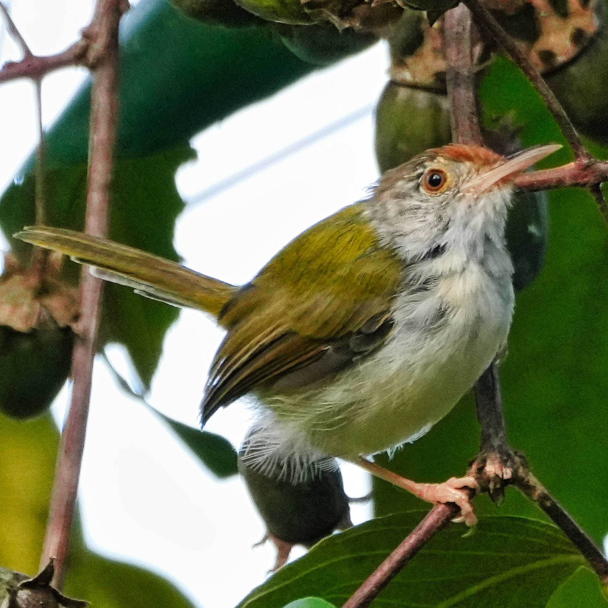 Photo of Common Tailorbird at Ban Amphoe, Chon Buri by span265