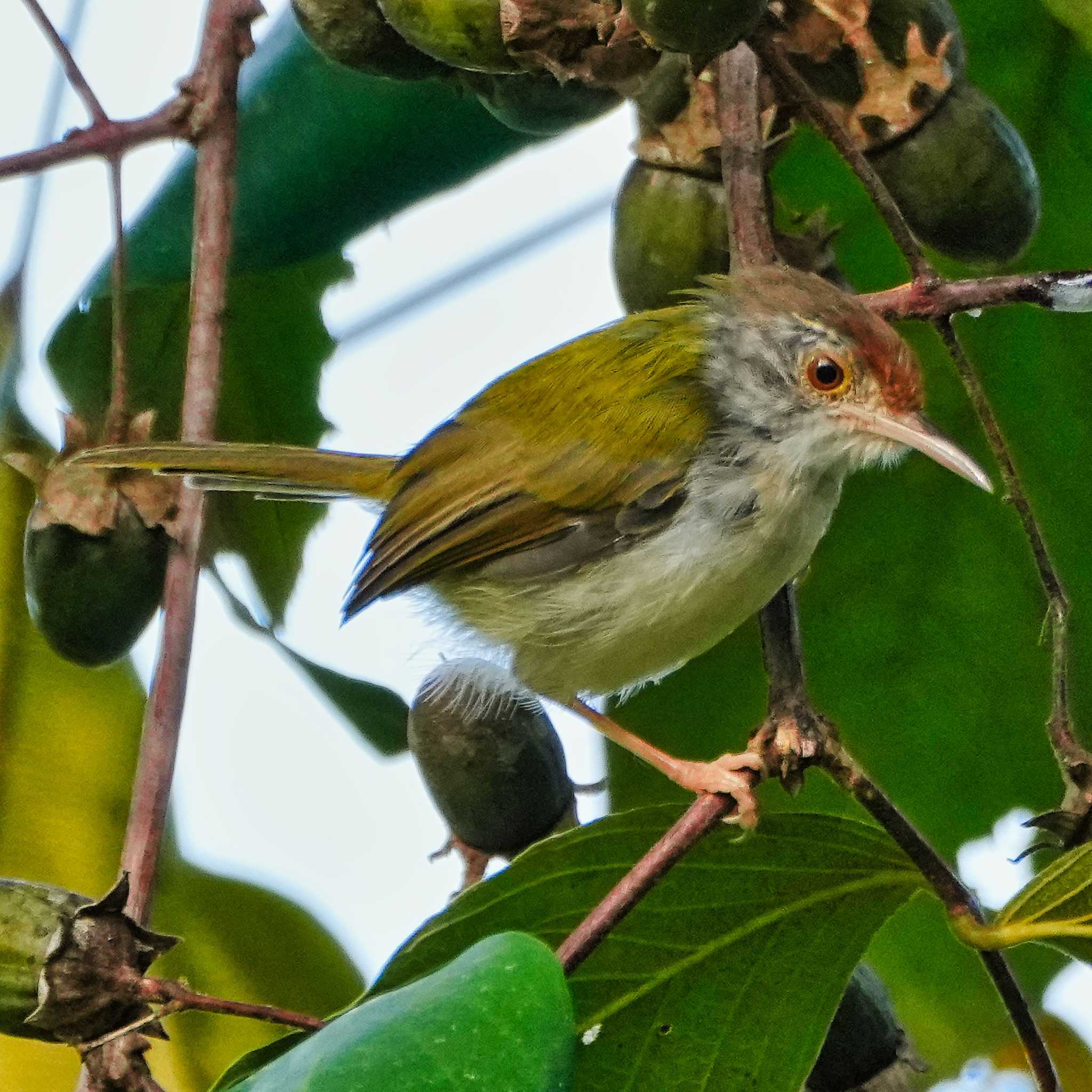 Photo of Common Tailorbird at Ban Amphoe, Chon Buri by span265