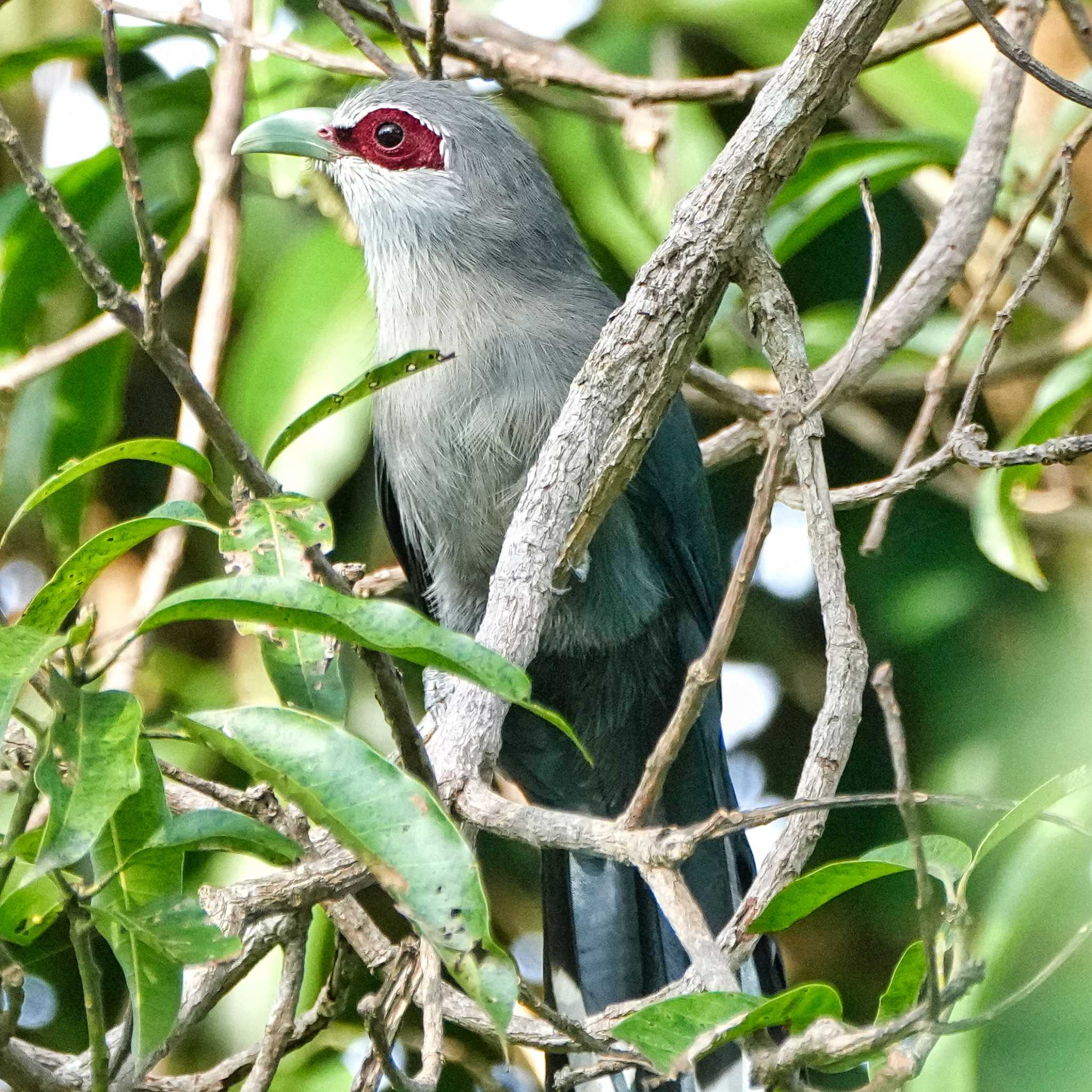 Green-billed Malkoha