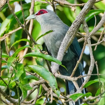 Green-billed Malkoha Ban Amphoe, Chon Buri Mon, 10/4/2021