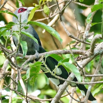 Green-billed Malkoha Ban Amphoe, Chon Buri Mon, 10/4/2021