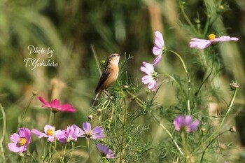 2021年10月3日(日) 恩智川治水緑地の野鳥観察記録