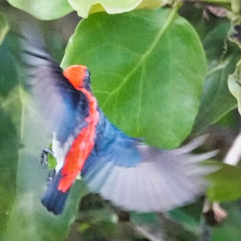 Scarlet-backed Flowerpecker Ban Amphoe, Chon Buri Mon, 10/4/2021