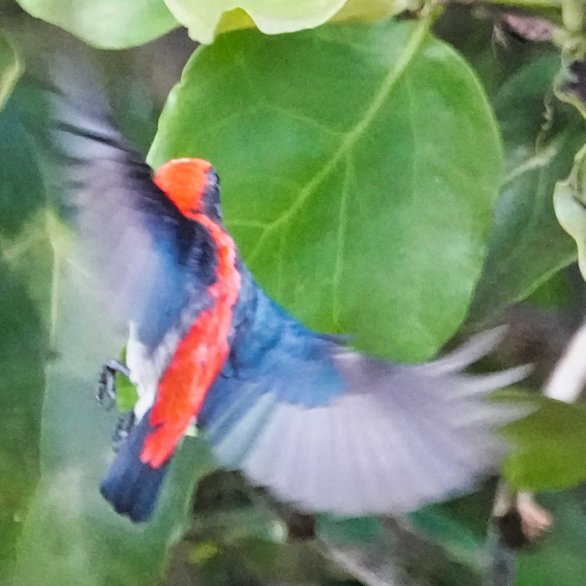 Scarlet-backed Flowerpecker