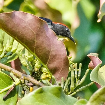 Scarlet-backed Flowerpecker Ban Amphoe, Chon Buri Mon, 10/4/2021