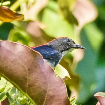 Scarlet-backed Flowerpecker Ban Amphoe, Chon Buri Mon, 10/4/2021