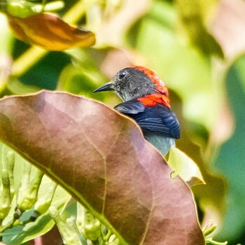 Scarlet-backed Flowerpecker Ban Amphoe, Chon Buri Mon, 10/4/2021