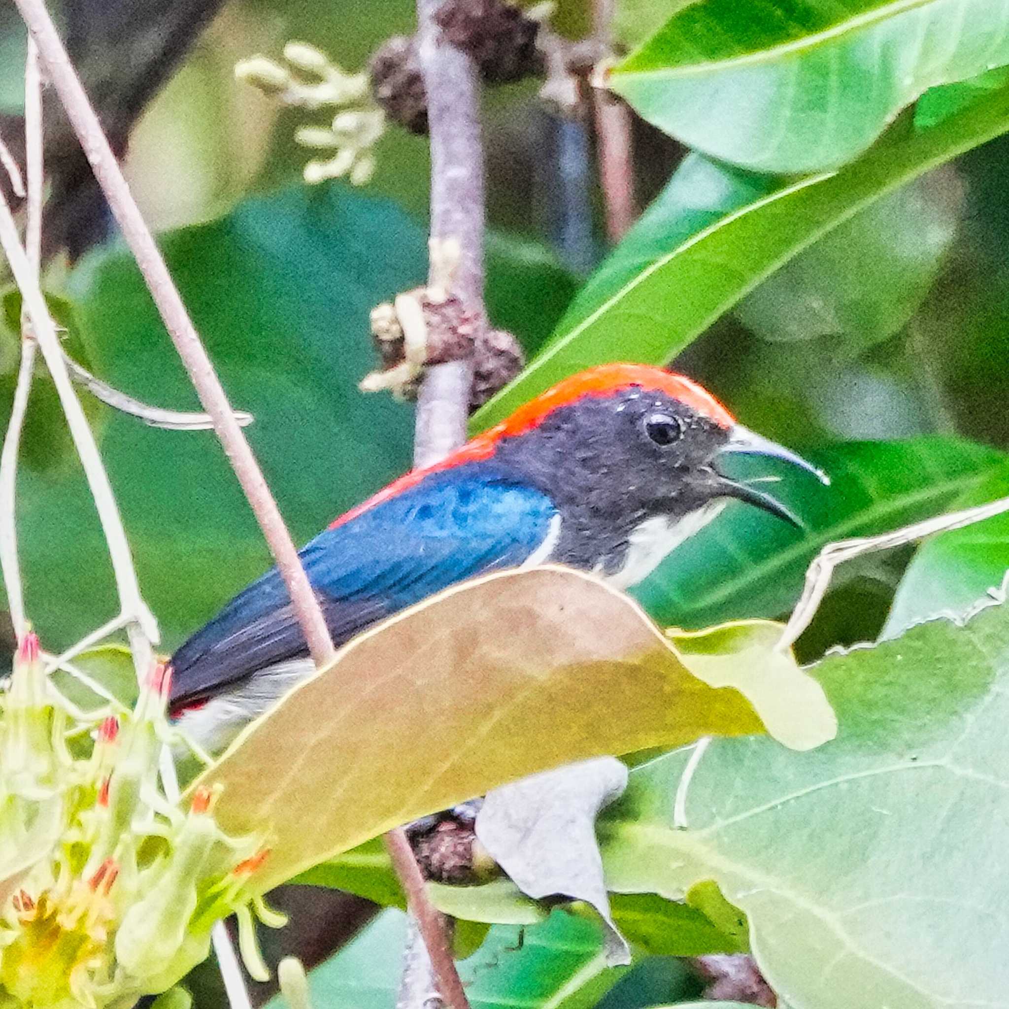 Scarlet-backed Flowerpecker