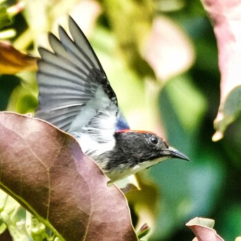 Scarlet-backed Flowerpecker Ban Amphoe, Chon Buri Mon, 10/4/2021