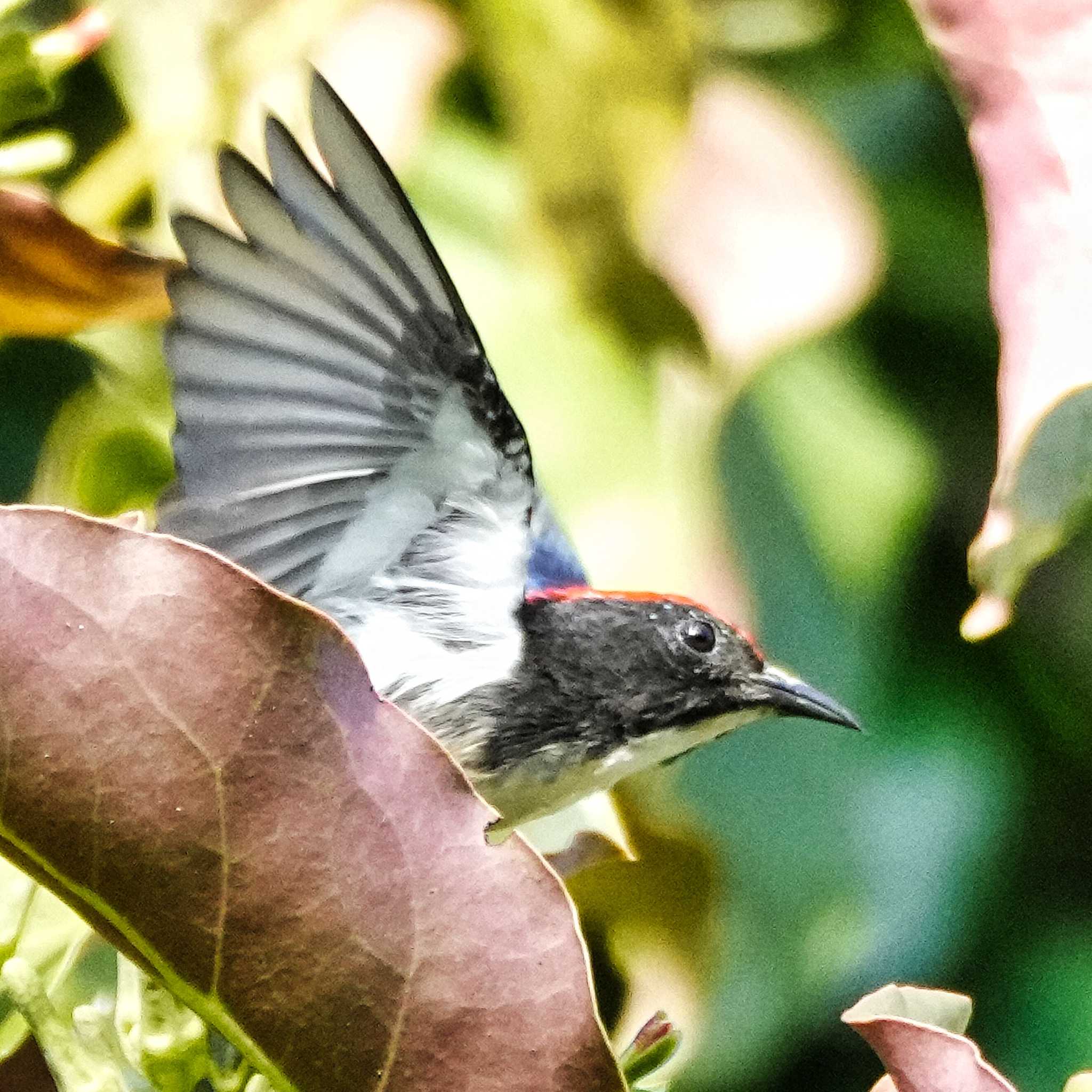 Scarlet-backed Flowerpecker