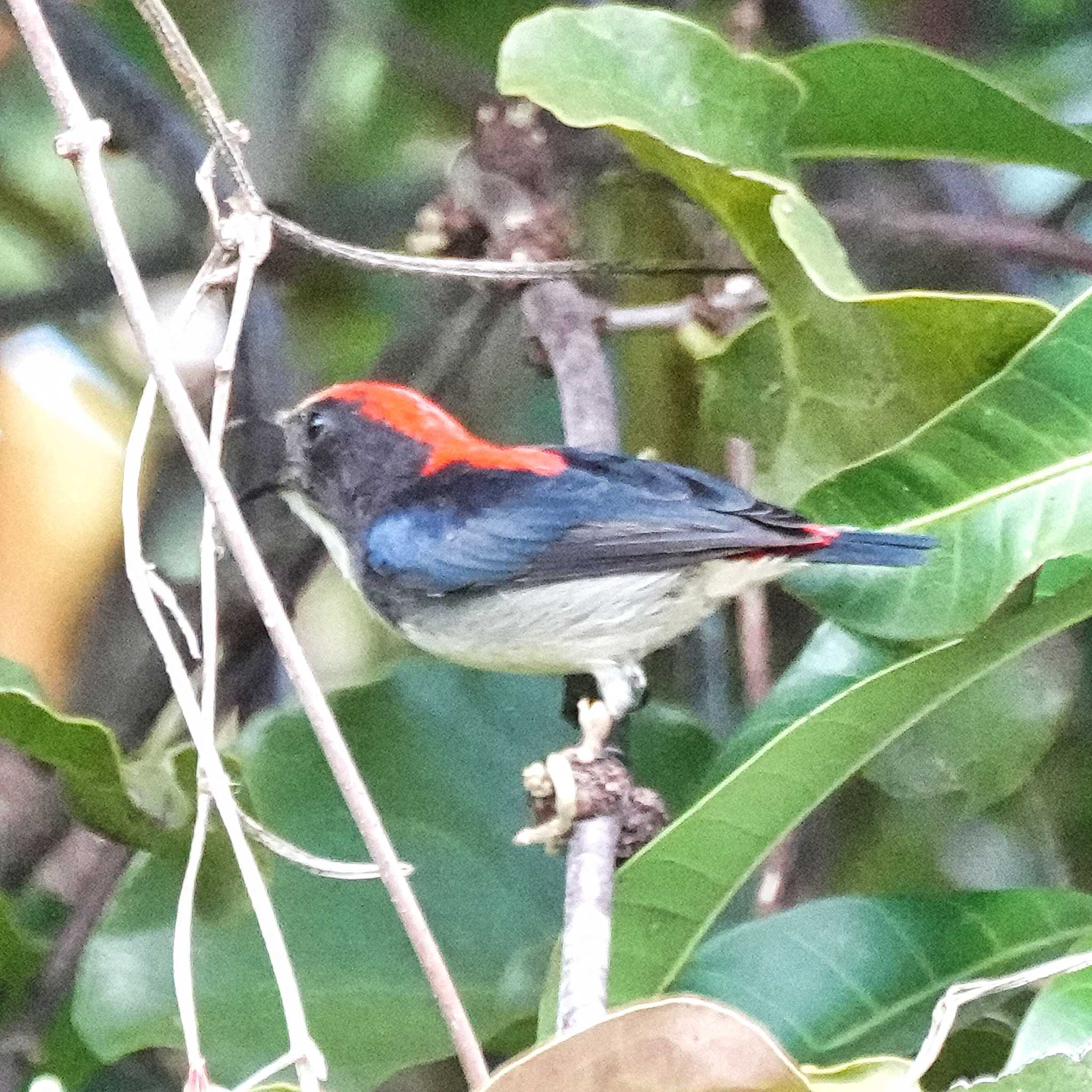 Scarlet-backed Flowerpecker