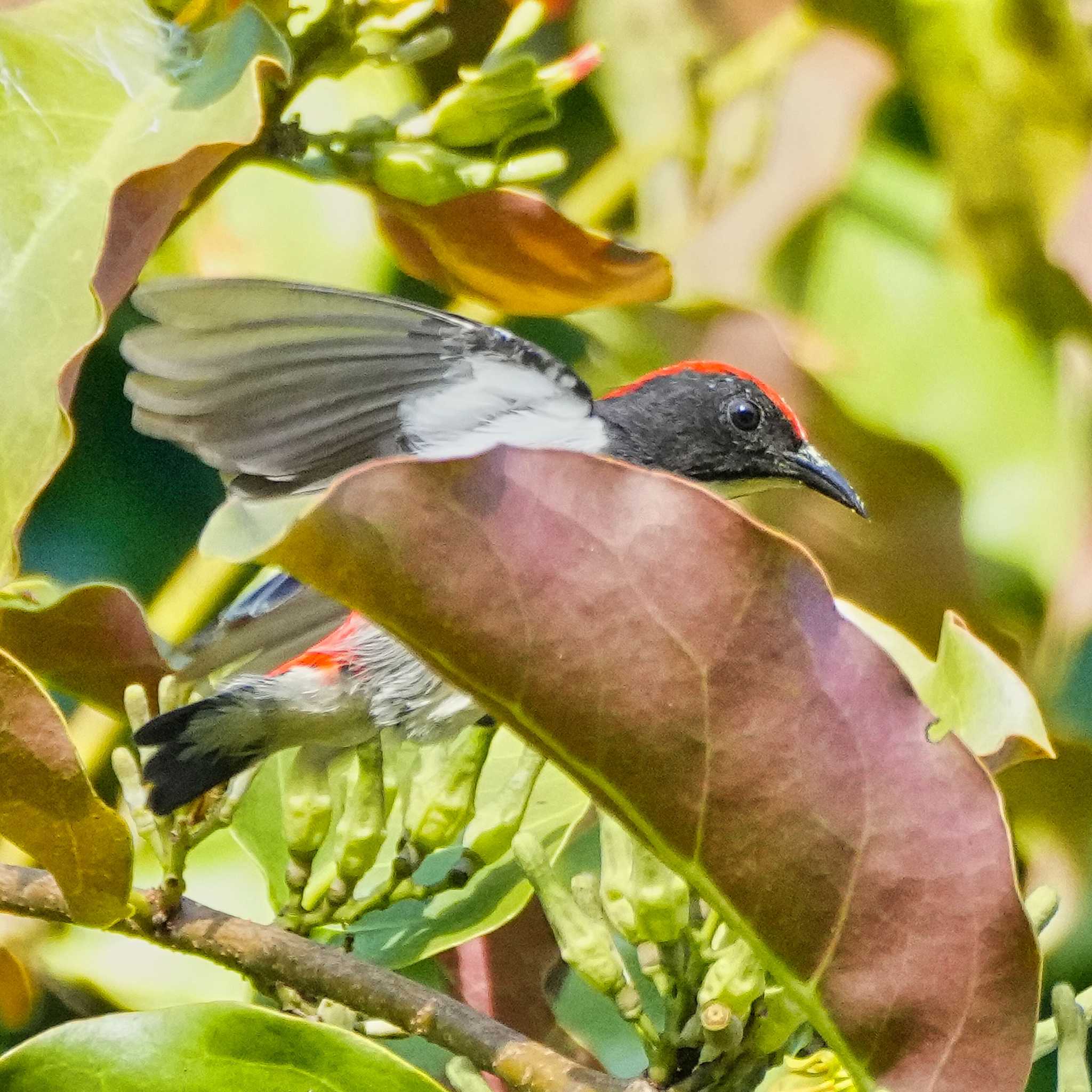 Scarlet-backed Flowerpecker