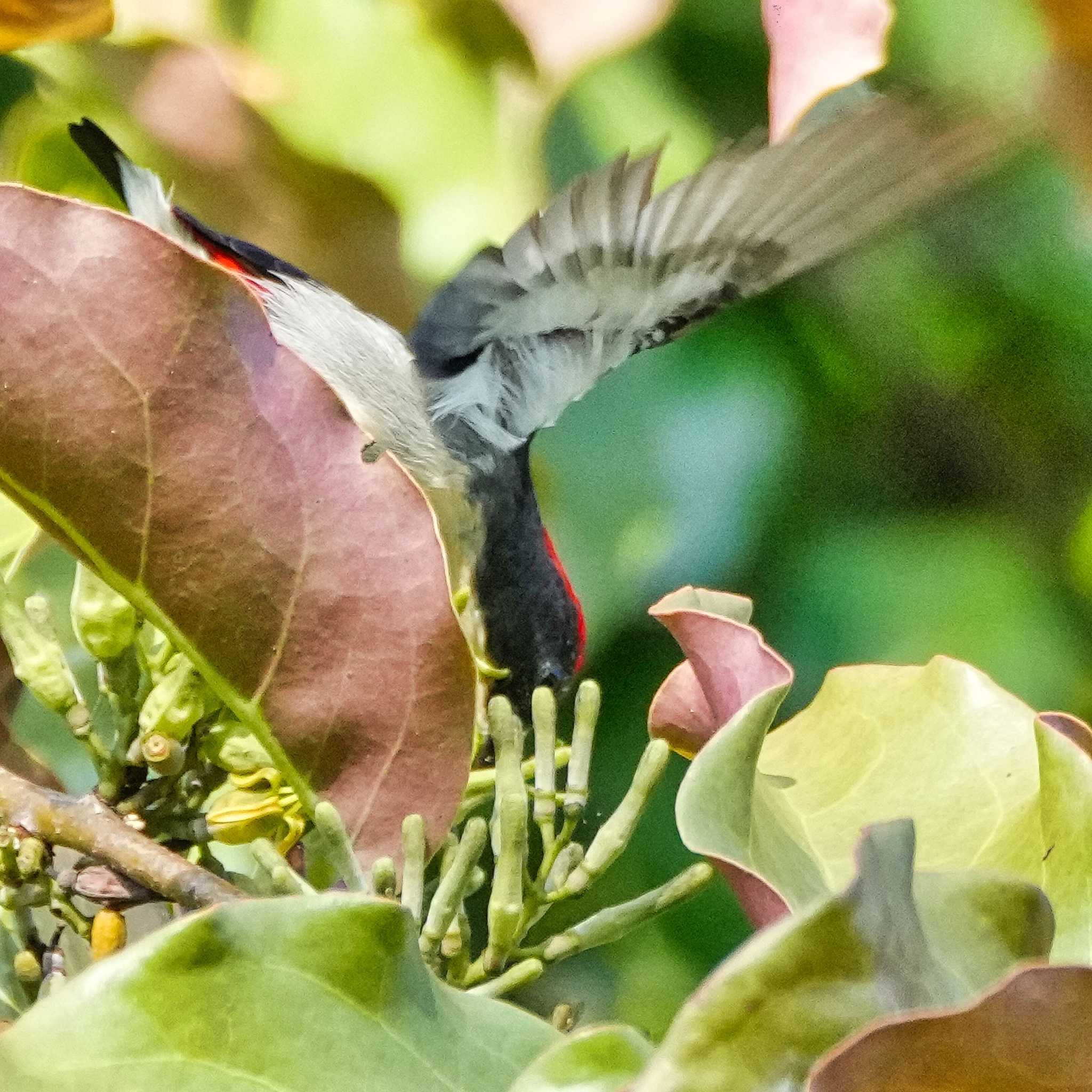 Scarlet-backed Flowerpecker