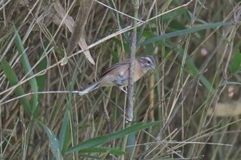 ホオジロ 三重県上野森林公園 2021年10月4日(月)