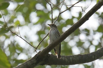 エゾビタキ 三重県上野森林公園 2021年10月4日(月)