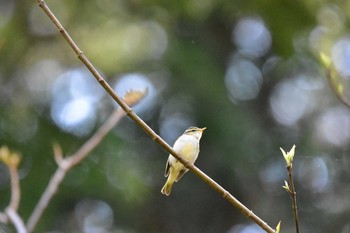 Eastern Crowned Warbler 宮ケ瀬湖 Tue, 4/25/2017