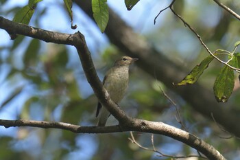 キビタキ 三重県上野森林公園 2021年10月4日(月)