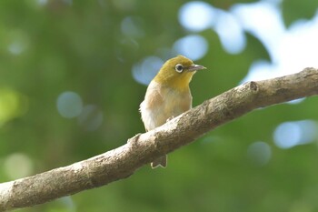 メジロ 三重県上野森林公園 2021年10月4日(月)