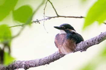 Common Kingfisher Nishioka Park Fri, 8/27/2021