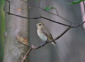 キビタキ 東京都立桜ヶ丘公園(聖蹟桜ヶ丘) 2021年10月3日(日)