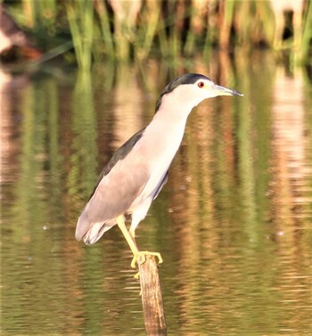 ゴイサギ 湖北野鳥センター 2021年10月3日(日)