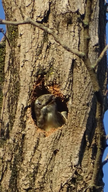 2021年10月4日(月) 多摩川の野鳥観察記録