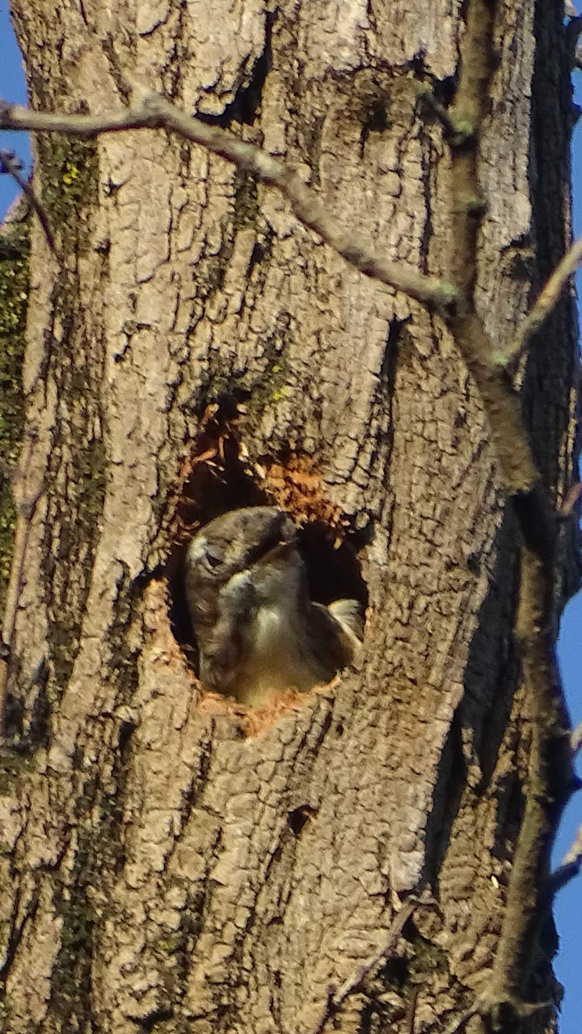 Photo of Japanese Pygmy Woodpecker at 多摩川 by poppo