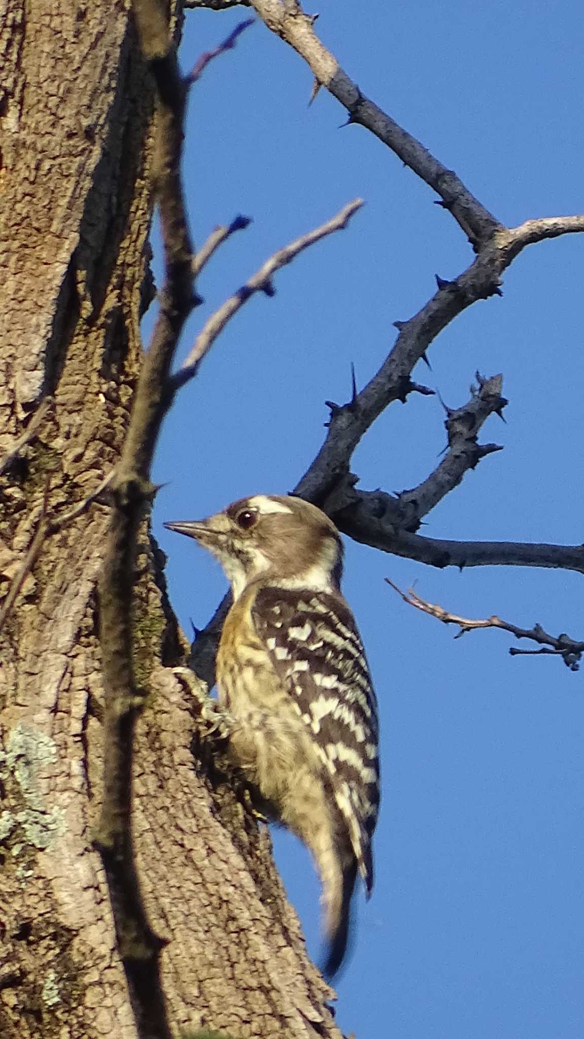 Japanese Pygmy Woodpecker