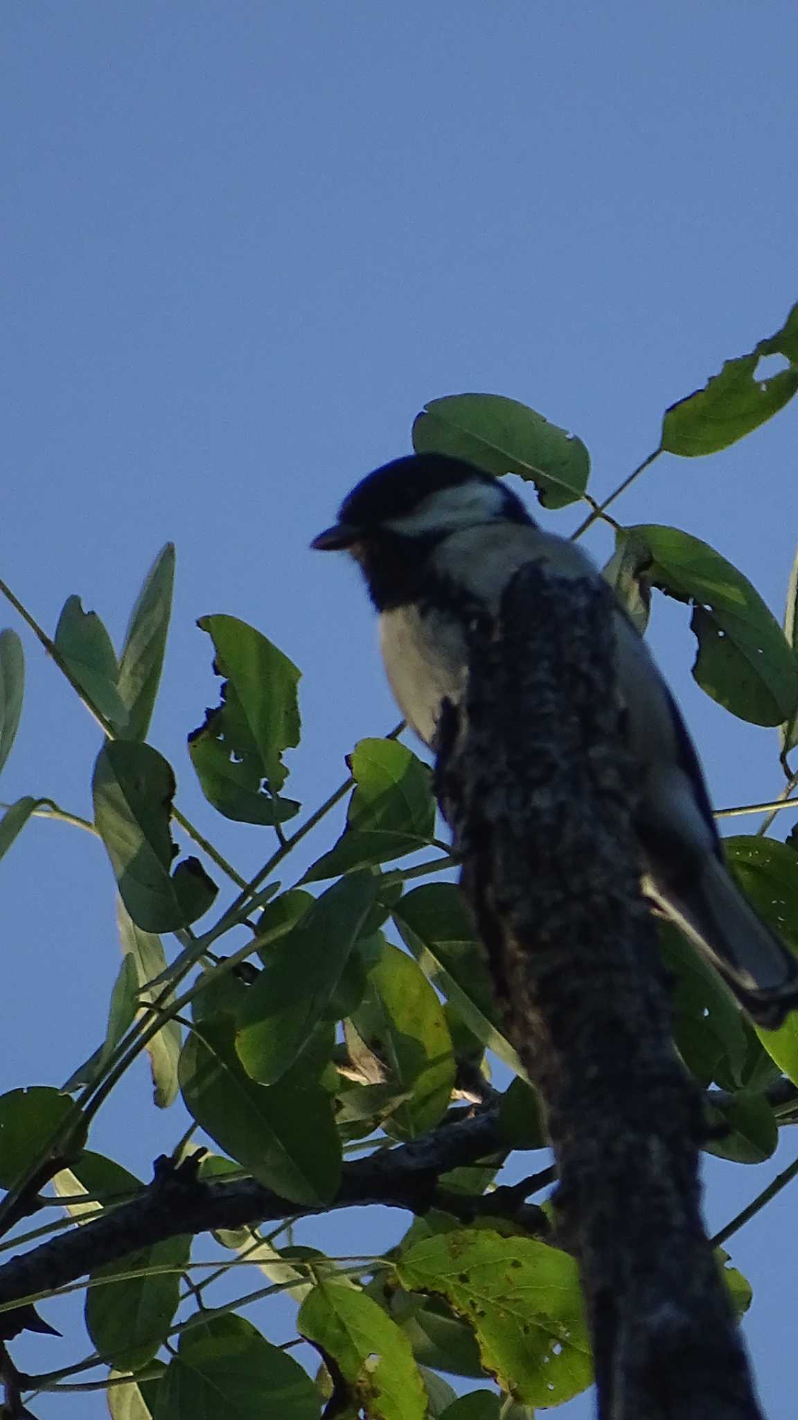 Japanese Tit