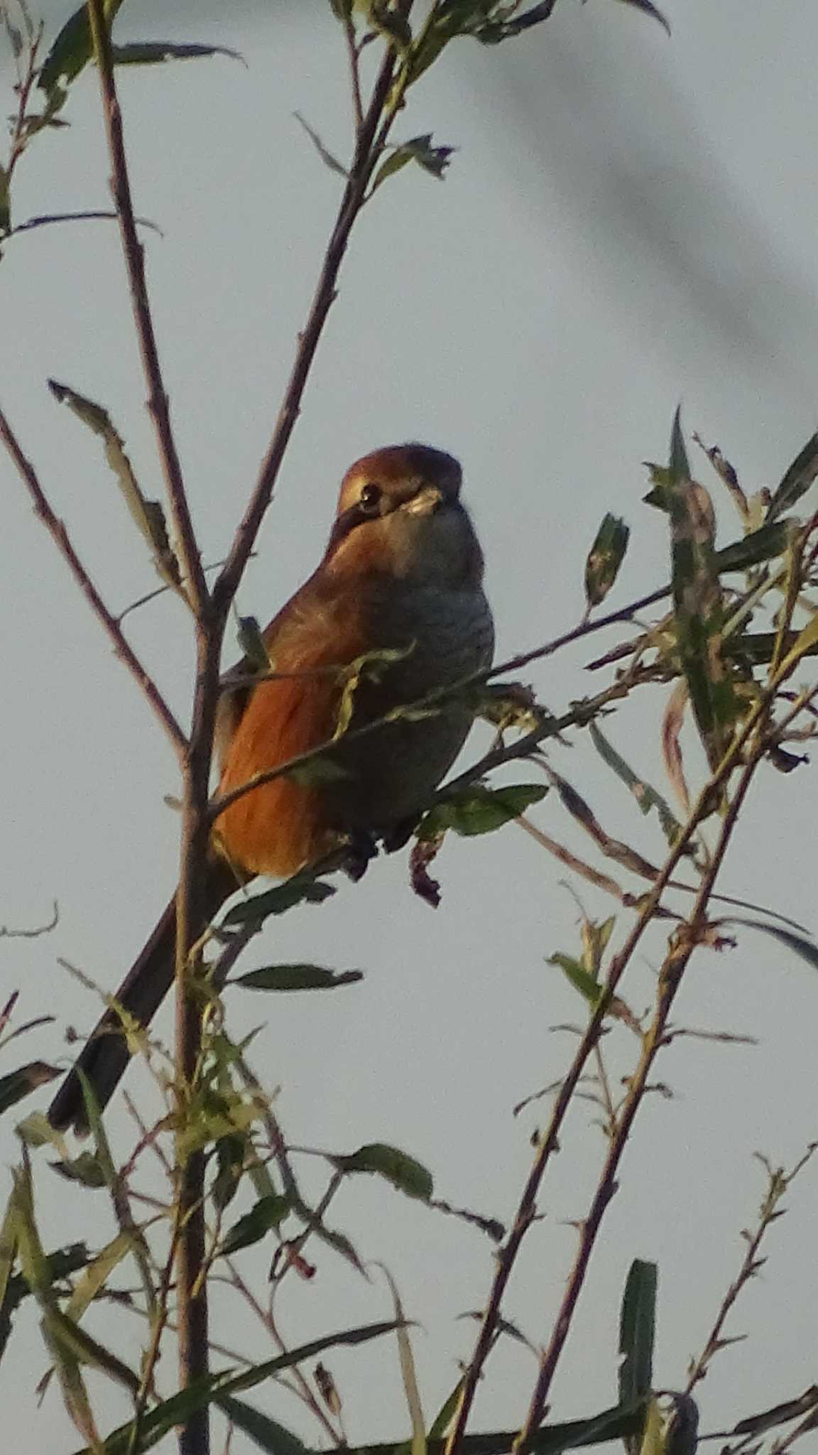 Photo of Bull-headed Shrike at 多摩川 by poppo