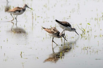 Common Greenshank 小山市 Sat, 8/28/2021