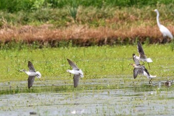 Common Greenshank 小山市 Sat, 8/28/2021