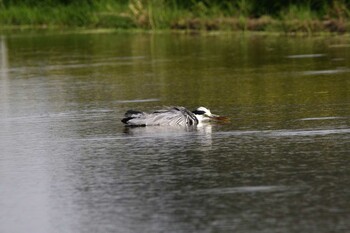 Grey Heron 小山市 Sat, 8/28/2021