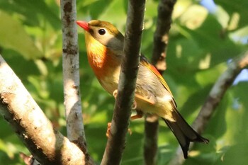 ソウシチョウ 箱根町 2021年8月2日(月)