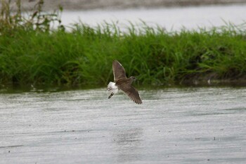 Wood Sandpiper 小山市 Sat, 9/4/2021