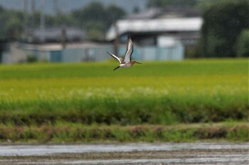 オグロシギ 小山市 2021年9月4日(土)