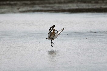 Black-tailed Godwit 小山市 Sat, 9/4/2021