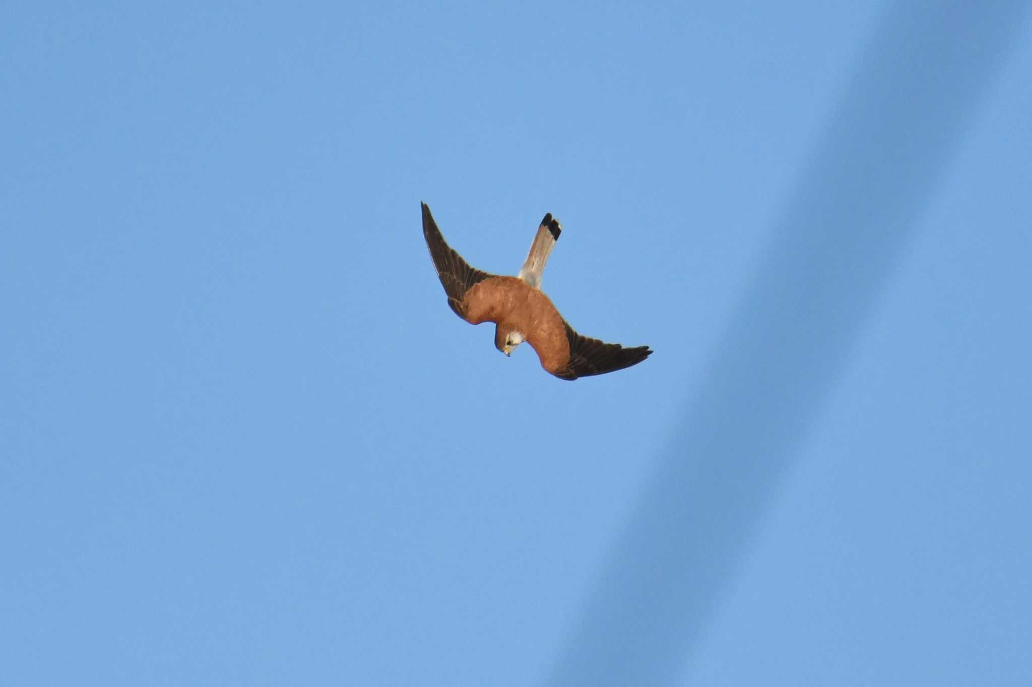 Photo of Nankeen Kestrel at ケアンズ by あひる